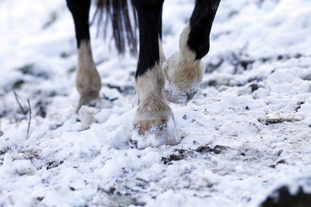 close up of a horse's four feet in the snow