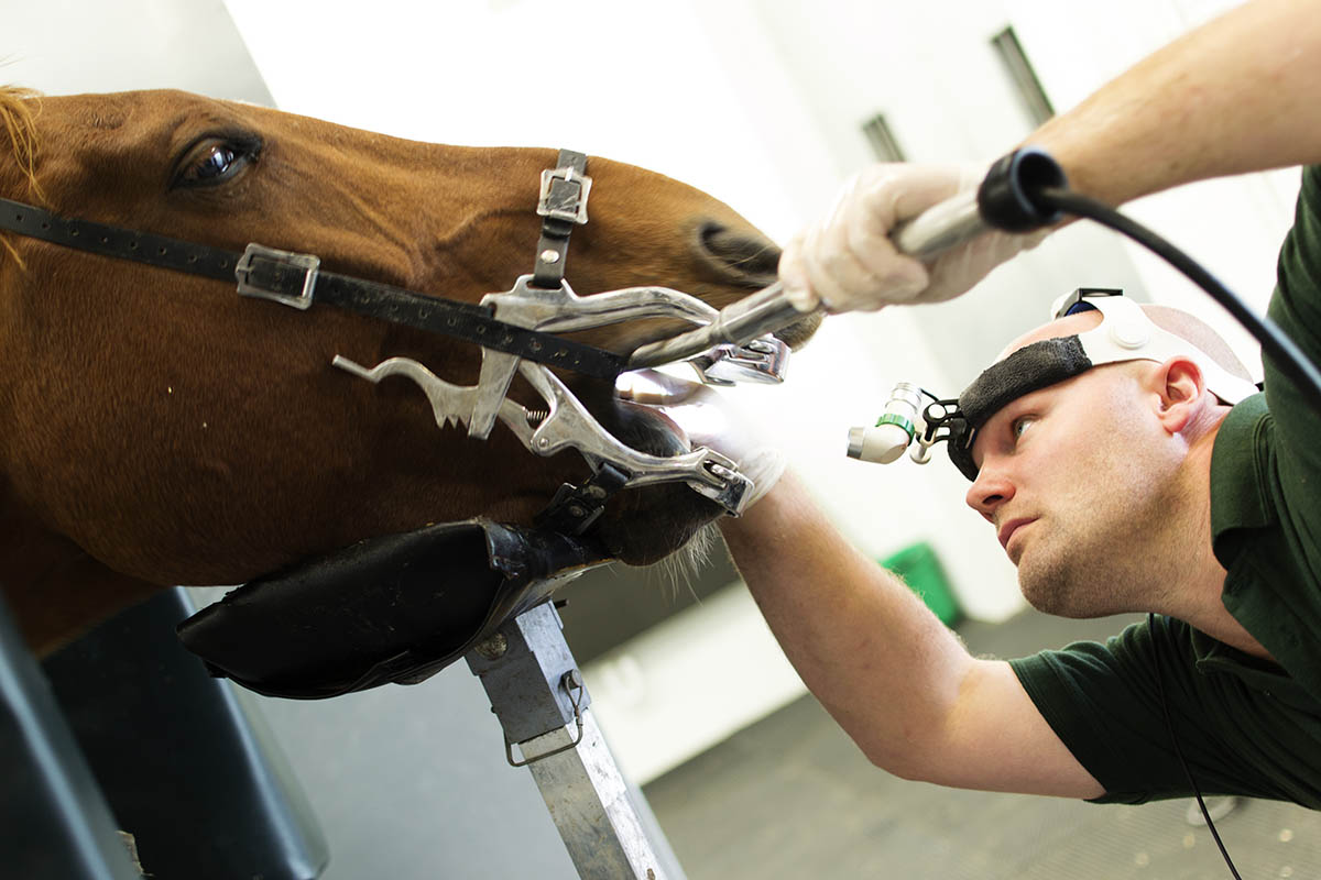A veterinarian floats a horse's teeth during a dental exam