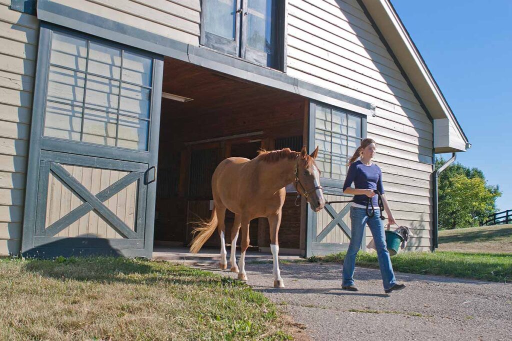 a woman leads a chestnut horse out of a barn