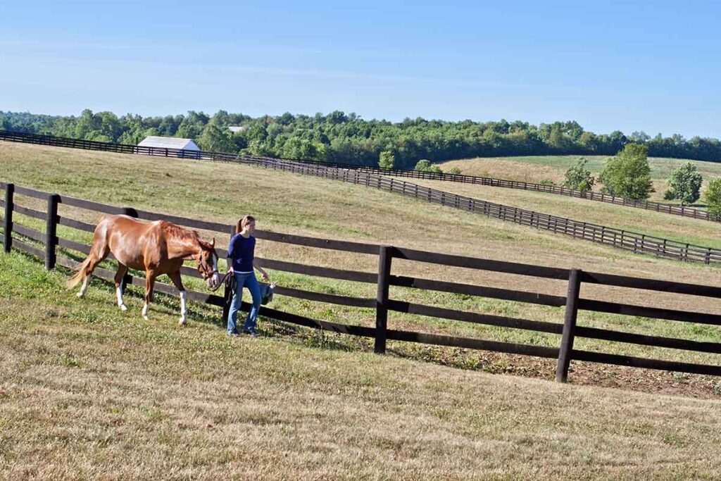 A woman leads a chestnut horse in from the pasture