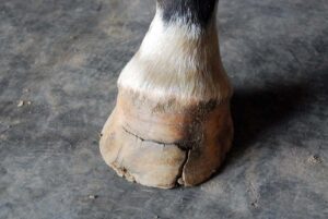 Close-up of a horse's cracked hoof