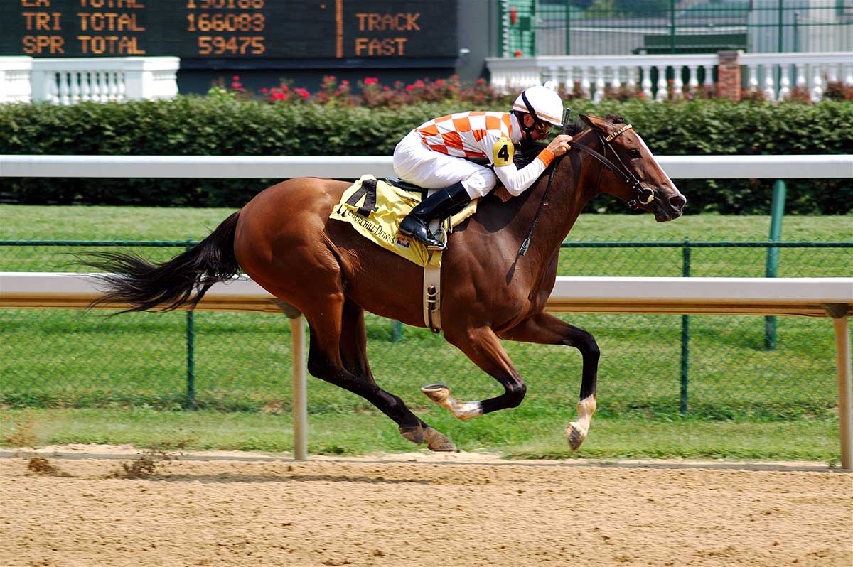 A bay racehorse gallops down the stretch at churchill downs