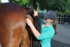 A young woman taking a bay horse's rectal temperature