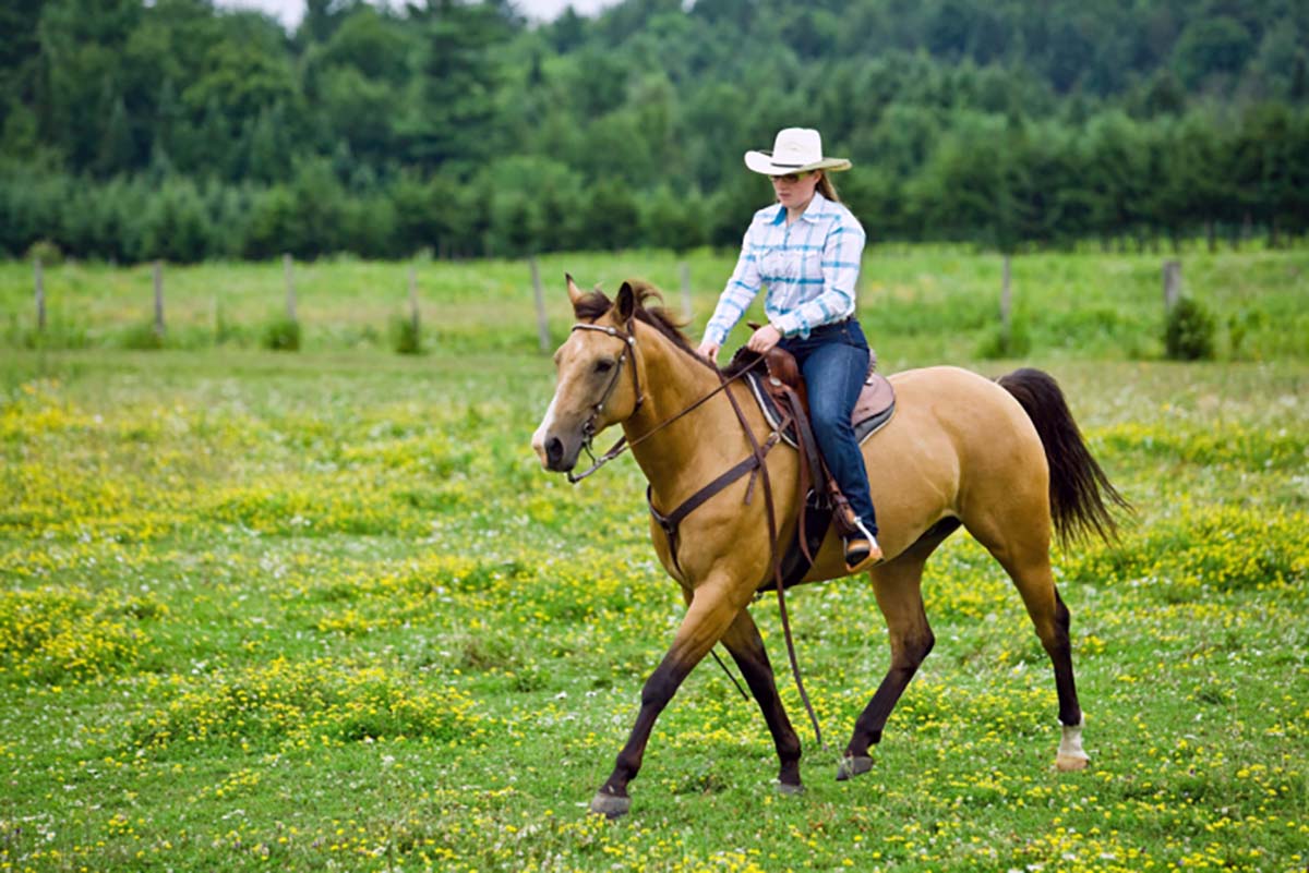 A western rider rides a dun horse at the trot