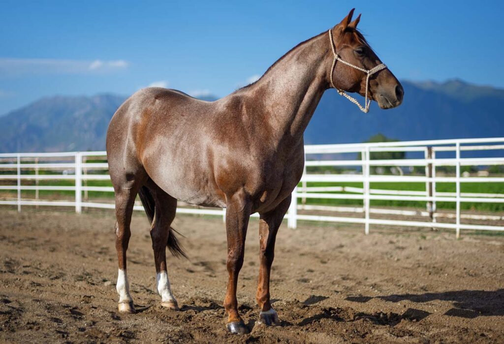 A roan quarter horse stands in a paddock