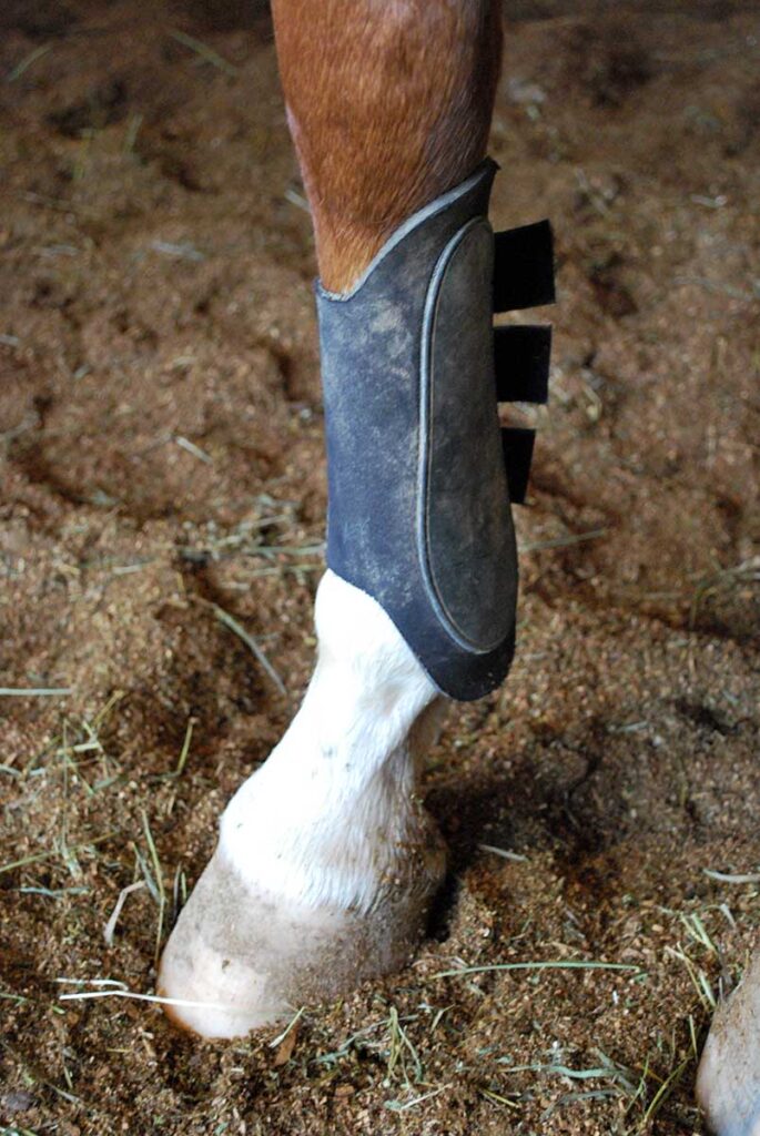 Splint boot on a horse