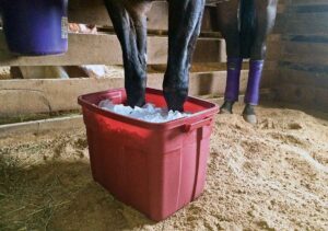close-up of a horse's front feet in a bucket of ice water