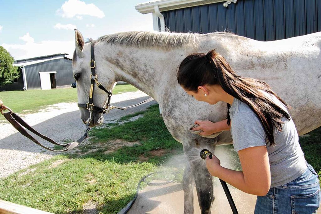 A woman hoses off a wound on a gray horse's shoulder