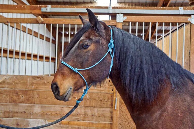 a bay horse wearing a rope halter