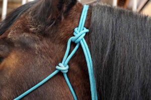 close-up of a rope halter knot on a bay horse