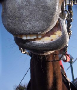 A horse grinding its teeth with the bit in its mouth while being ridden