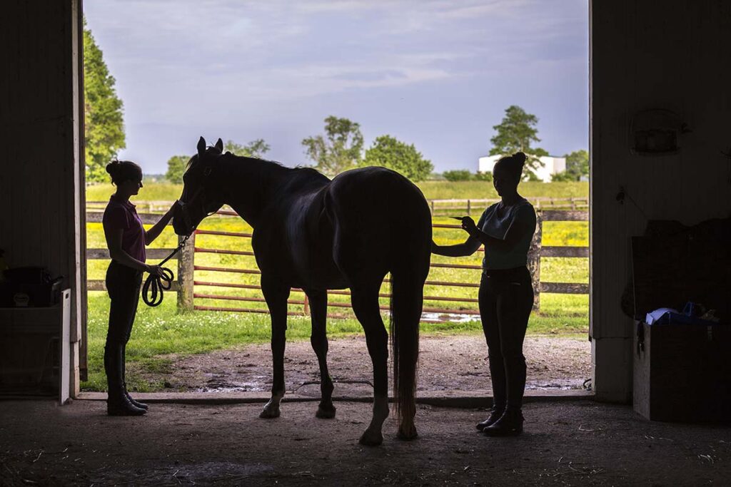 A woman's takes a horse's temperature silhouetted against the opening of a barn