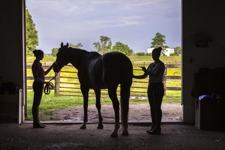 A woman's takes a horse's temperature silhouetted against the opening of a barn