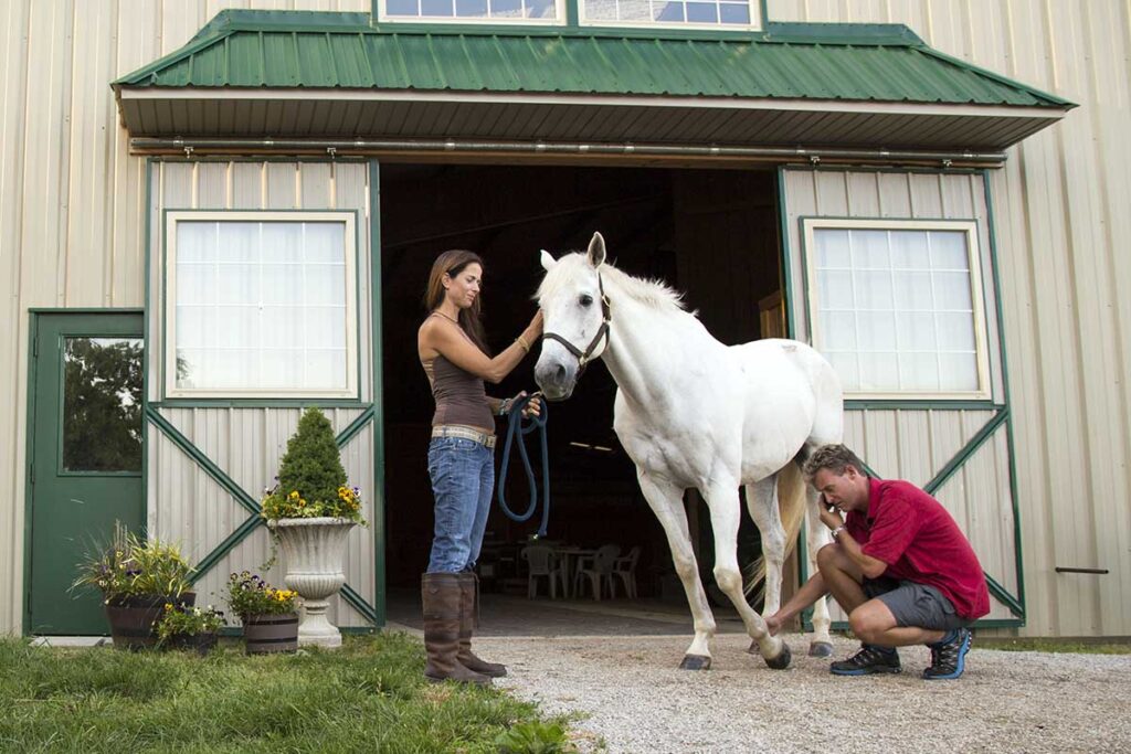 A man assesses as gray horse's injured hoof