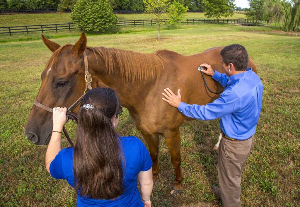 An equine veterinarian listens to a horse's lungs with a stethoscope