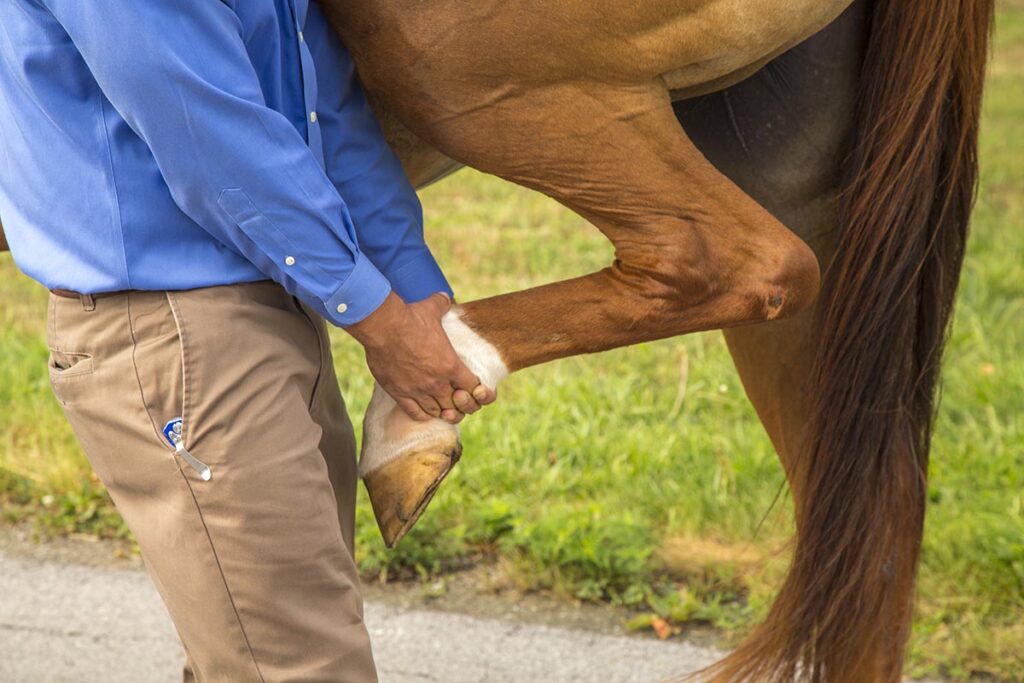 Close up of a flexion test on a chestnut horse's hock joint