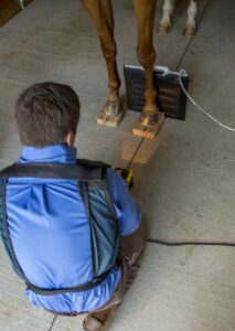 a veterinarian takes X-rays of a chestnut horse's front legs