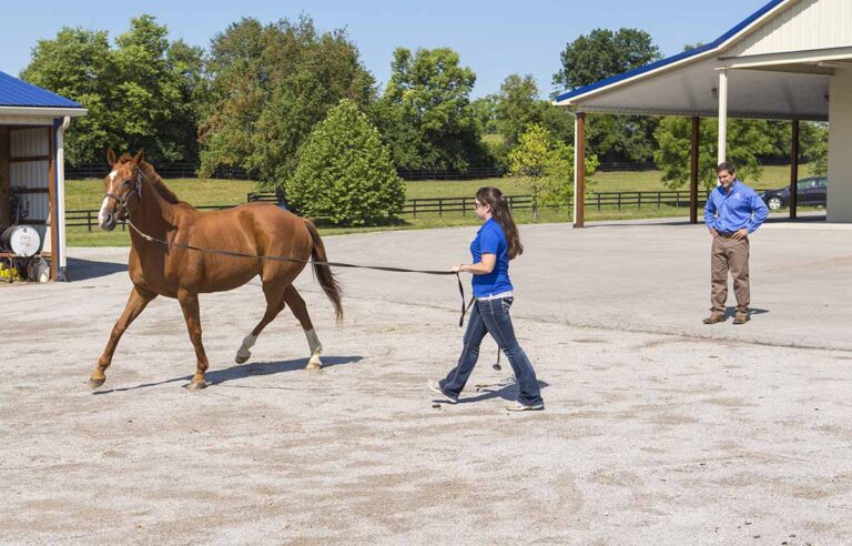 A vet tech longes a chestnut horse during a lameness exam