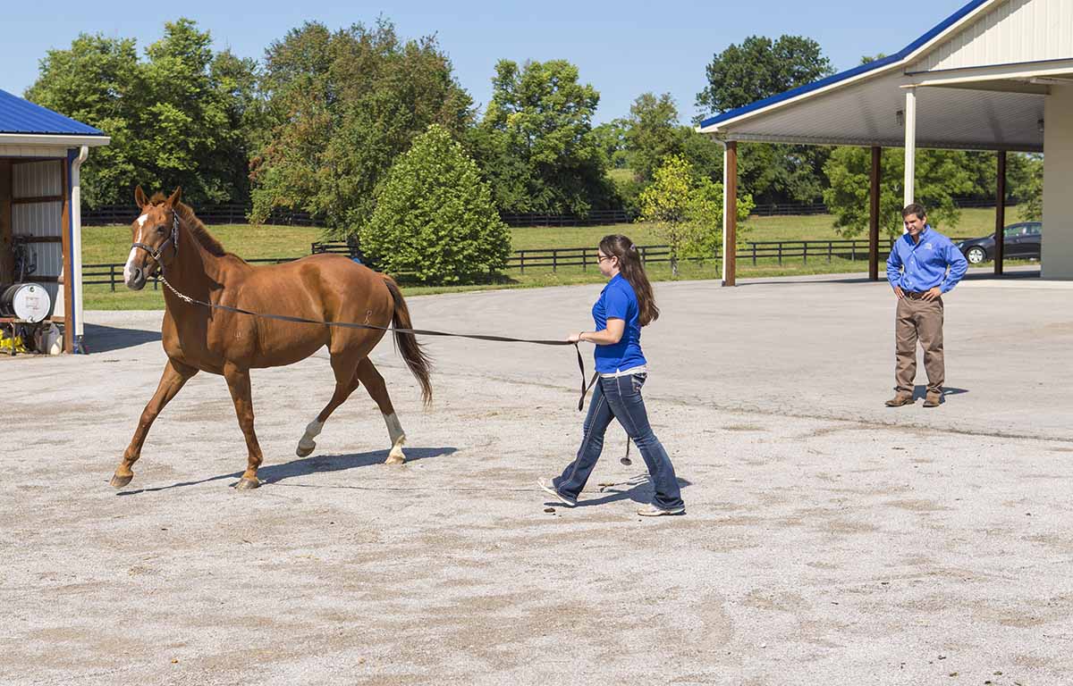 Why Is My Horse Limping? Causes of Equine Lameness My New Horse