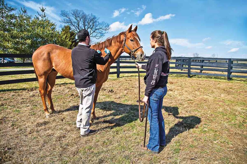 A veterinarian administer a vaccine to a chestnut horse