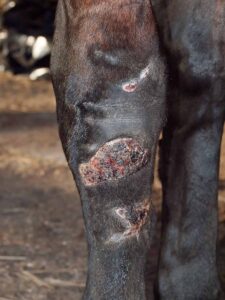 A wound on a horse's leg during the healing process