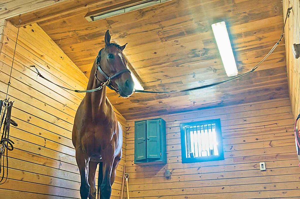A horse stands on the cross-ties in a well-lit and tidy grooming stall