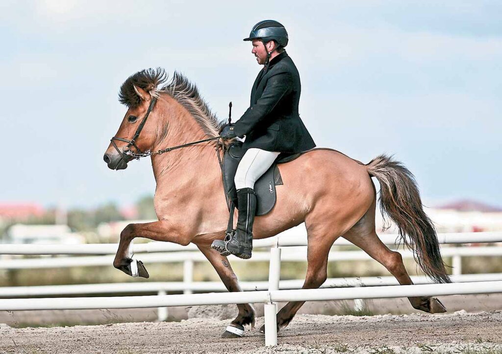 A man rides an icelandic horse at a tolt