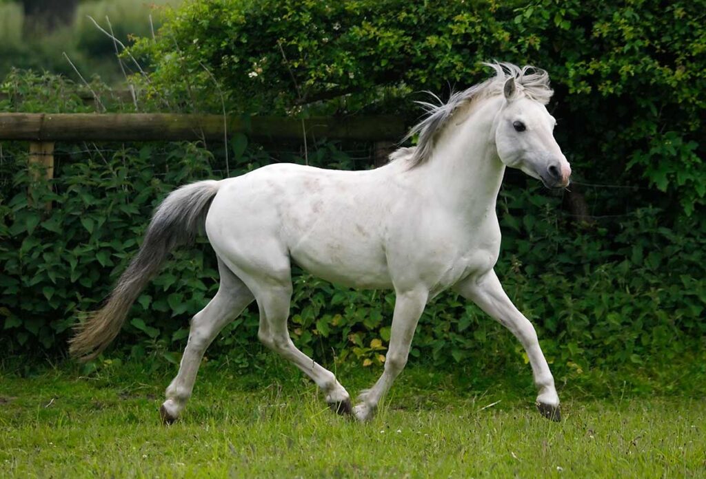 a gray welsh pony trots across a pasture