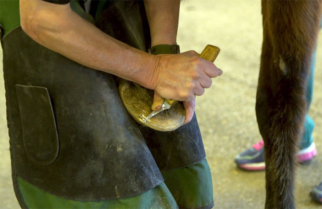 a farrier diagnoses a horse's hoof abscess