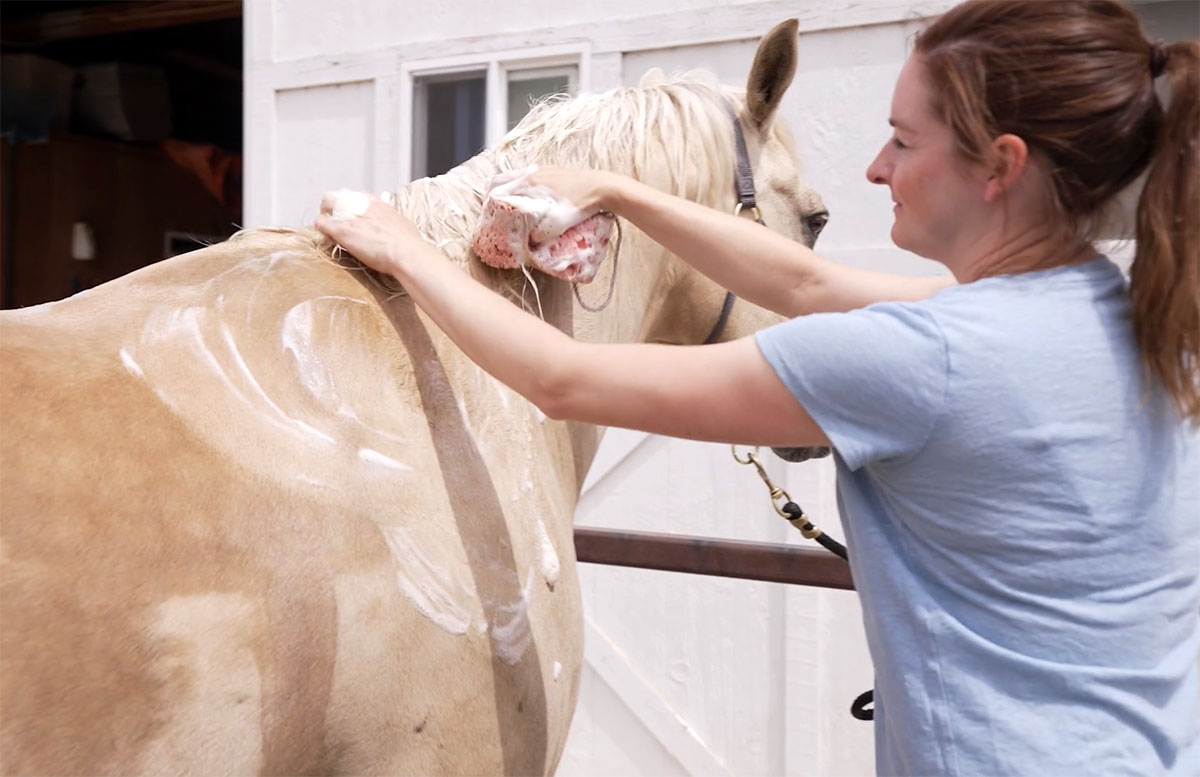 A woman uses a sponge to apply shampoo to a palomino horse's coat and mane.