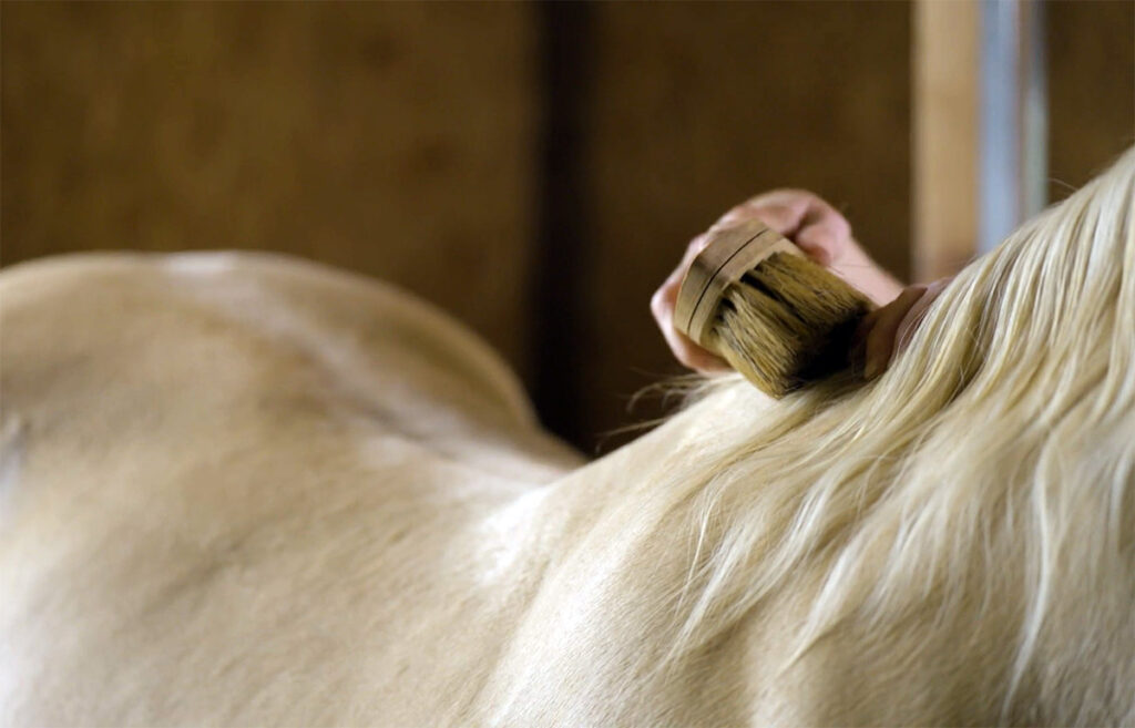 close up of brushing a palomino horse's neck