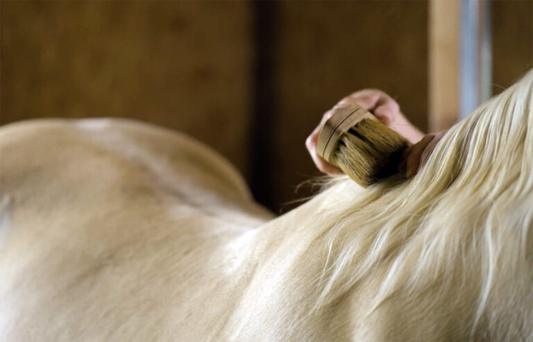 close up of brushing a palomino horse's neck
