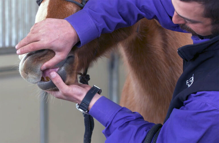 a veterinarian checks a horse's gums for capillary refill time