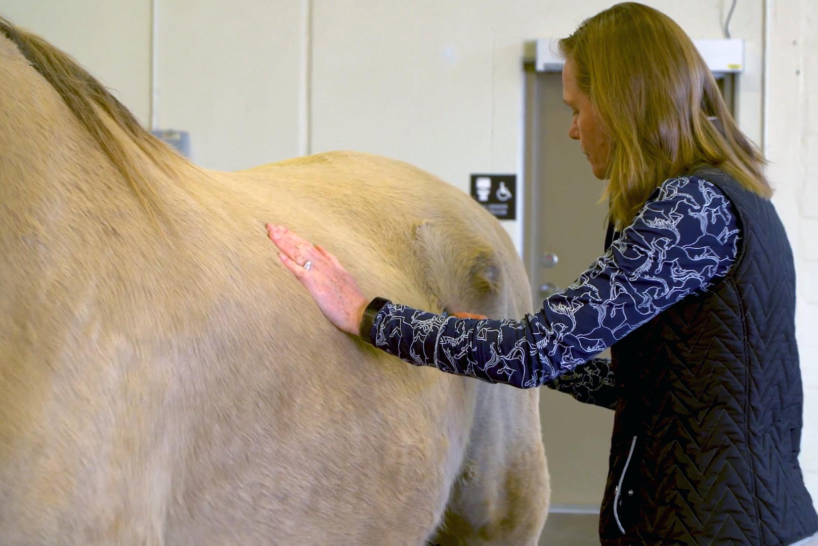 a veterinarian listens to a colicking horse's gut sounds