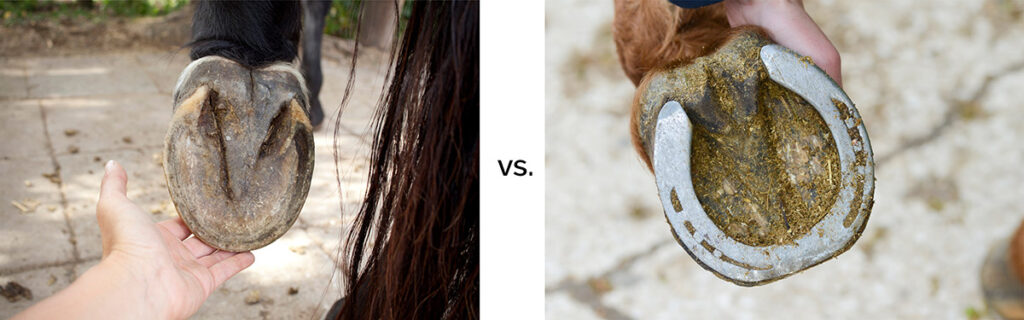 A barefoot versus a shod horse's hoof