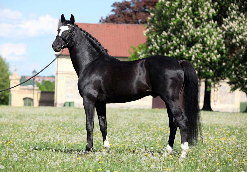 a black dutch warmblood stallion