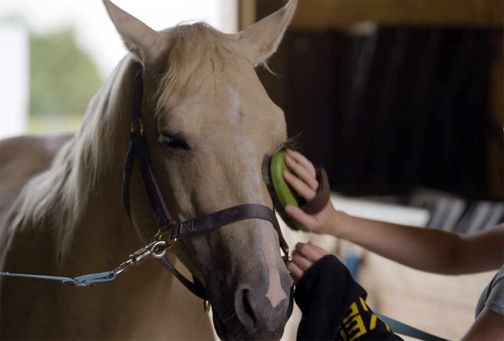 closeup of brushing a palomino horse's face