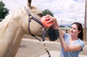 close up of a woman sponging off a palomino horse's face