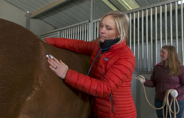 A veterinarian uses a stethoscope to listen to a horse's gut