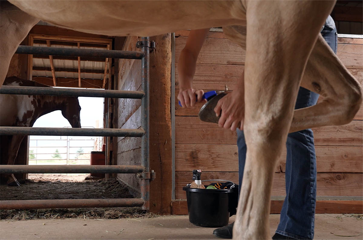 closeup of a woman picking out a palomino horse's feet