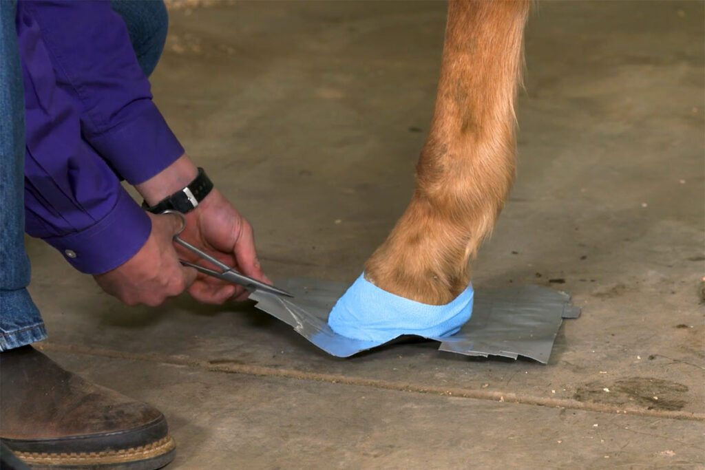 a veterinarian applies a hoof wrap to a horse's foot
