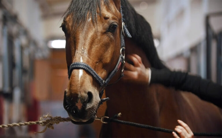 A handler scratches the neck of a horse clipped into the cross-ties