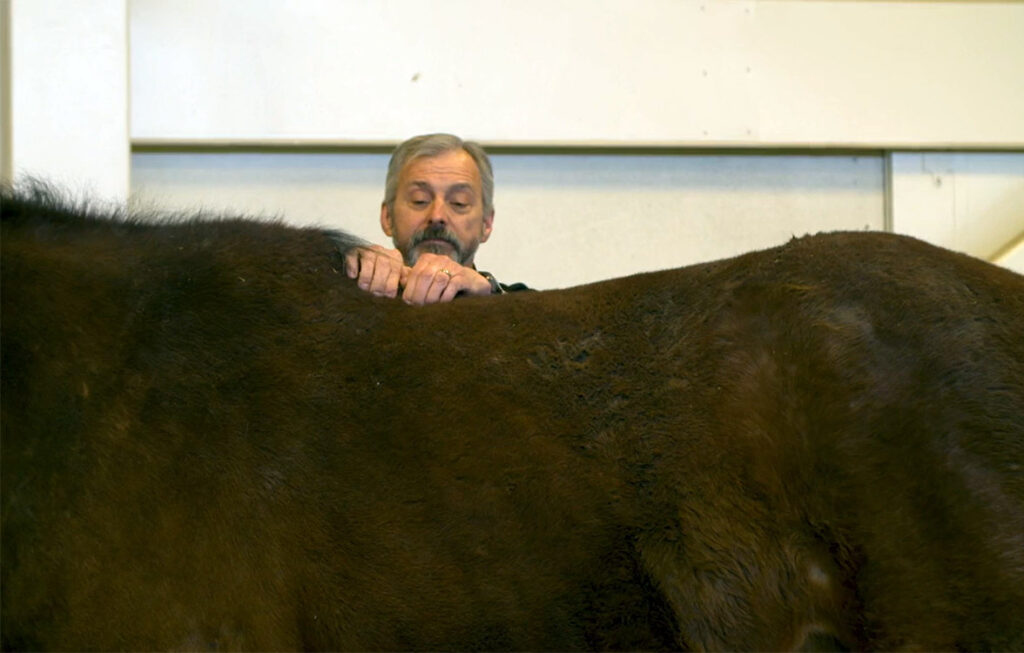 A veterinarian palpates a horse's back to determine if he's sore