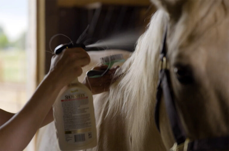 spraying detangler on a palomino horse's mane before combing it