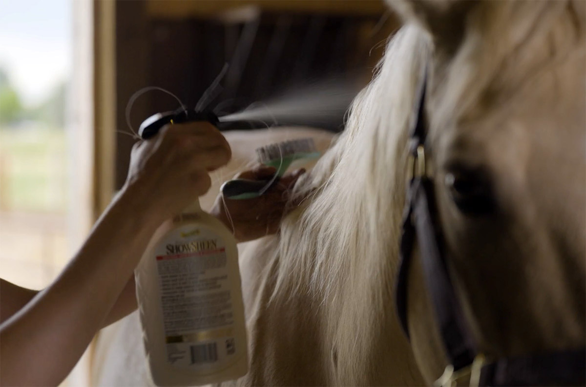 spraying detangler on a palomino horse's mane before combing it
