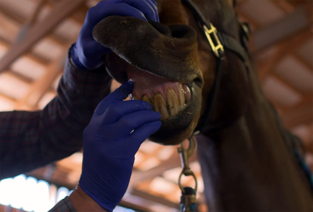 a veterinarian assesses a horse's gums, teeth, and mouth