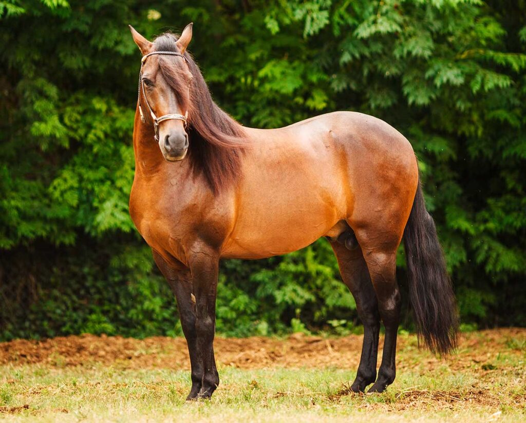 a bay paso fino stallion