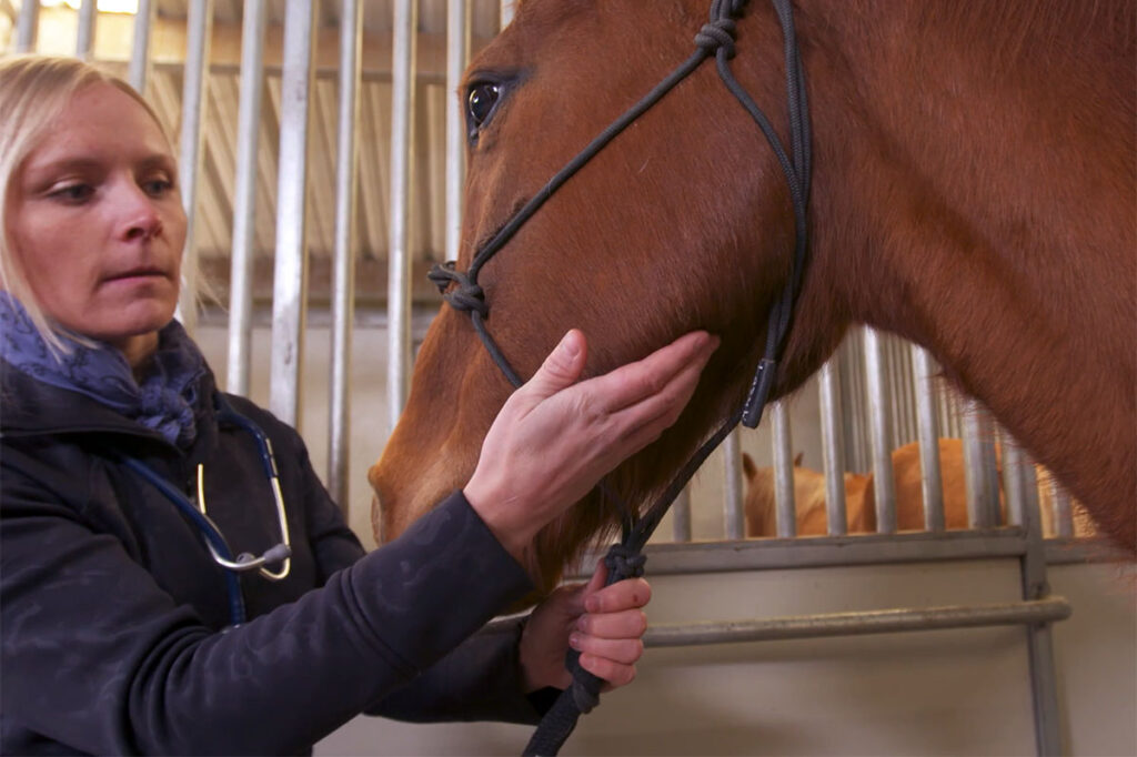 A veterinarian takes a chestnut horse's pulse