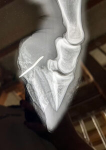 An X-ray of a nail in a horse's hoof