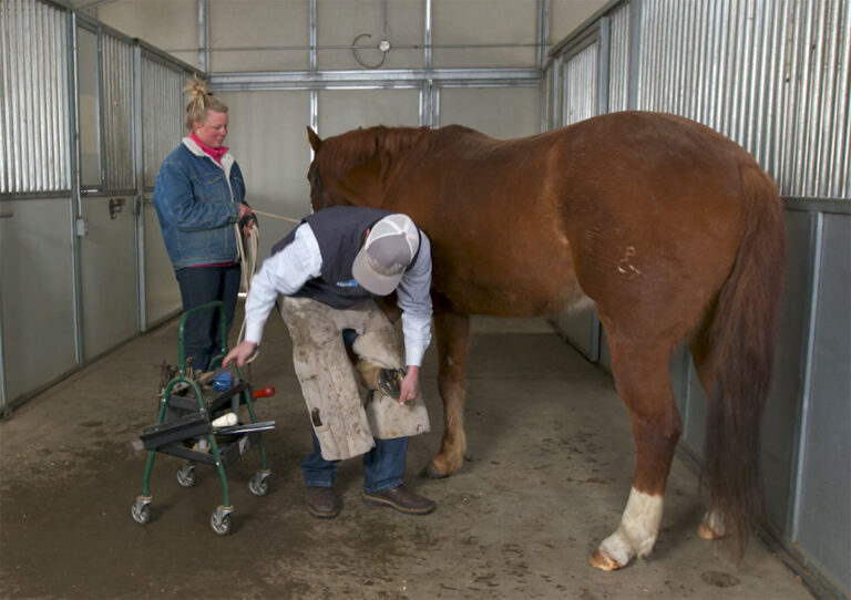 A farrier removes a shoe from a horse's hoof
